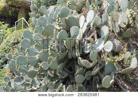 Fruits Of Opuntia Ficus-indica A Species Of Cactus Big Plant Of Opuntia Ficus-indica.