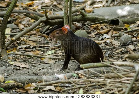 A Red Rumped Agouti, Latin Name Dasyprocta Leporina, Sitting On The Floor Of The Rainforest In Tobag