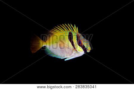 Two Barred Rabbit Fish - (siganus Virgatus)