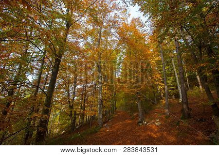Trees In Autumn Season Background. Beauty In Nature. Autumn Lansdscape
