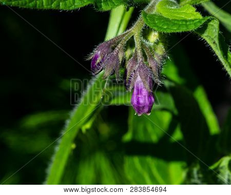 Flower And Buds On Common Comfrey, Symphytum Officinale, With Bokeh Background Close-up, Selective F