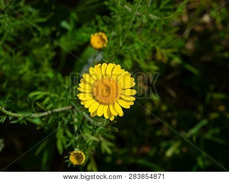 Oxeye Chamomile, Golden Marguerite Or Cota Tinctoria Flower Macro With Bokeh Background, Selective F