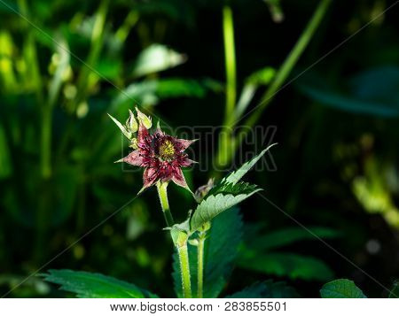 Flower Of Purple Marshlocks Or Swamp Cinquefoil, Comarum Palustre Macro, Selective Focus, Shallow Do