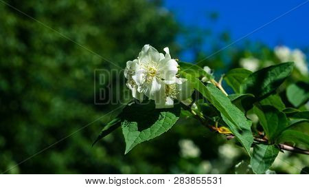 White Flowers On Mock-orange Shrub With Bokeh Background, Macro, Selective Focus, Shallow Dof