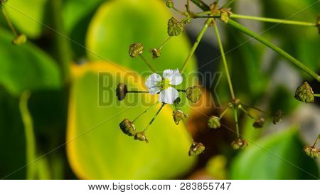 Flower Of European Water-plantain Or Alisma Plantago-aquatica Close-up, Selective Focus, Shallow Dof