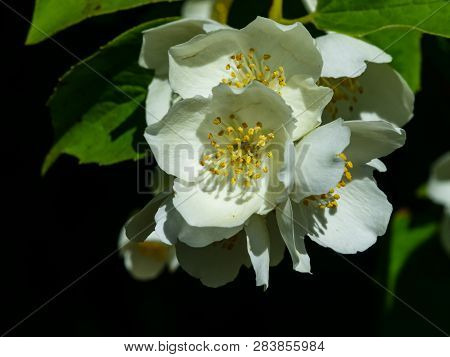 White Flowers On Mock-orange Shrub With Bokeh Background, Macro, Selective Focus, Shallow Dof