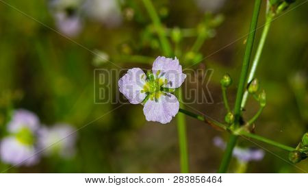 Flower Of European Water-plantain Or Alisma Plantago-aquatica Close-up, Selective Focus, Shallow Dof