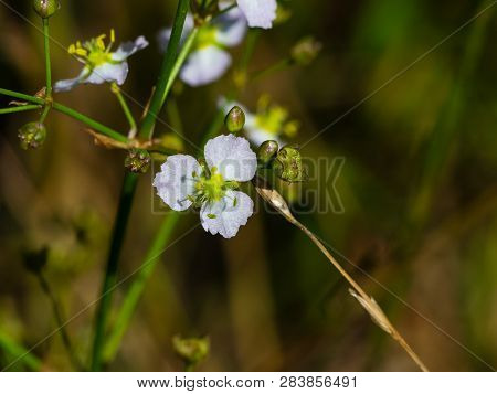 Flower Of European Water-plantain Or Alisma Plantago-aquatica Close-up, Selective Focus, Shallow Dof