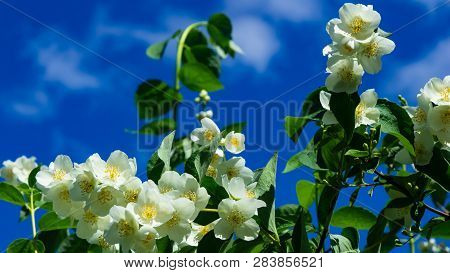 White Flowers On Mock-orange Shrub With Bokeh Background, Macro, Selective Focus, Shallow Dof