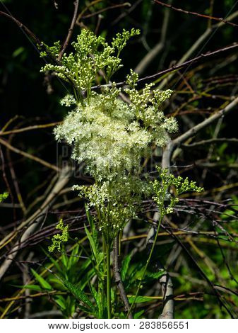 Meadowsweet Or Mead Wort, Filipendula Ulmaria, Blossom Close-up With Bokeh Background, Close-up, Sel