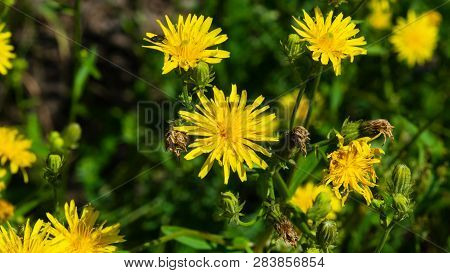 Flowers Of Crepis Tectorum Or Narrowleaf Hawksbeard Close-up With Bokeh Background, Selective Focus,