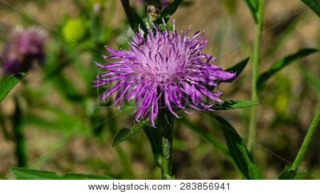 Flower Of Brown Knapweed Or Centaurea Jacea Macro, Selective Focus, Shallow Dof
