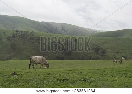 Random Farming Land With Grazing Cattle Near Myponga Beach In The Fleurieu Peninsula, South Australi
