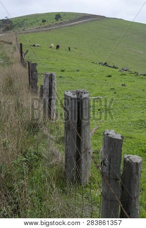 Random Farming Land With Grazing Cattle On The Hills Near Myponga Beach In The Fleurieu Peninsula, S