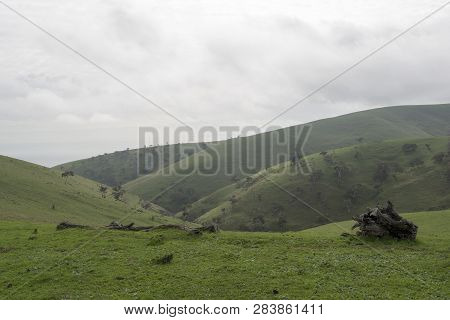 Up Routed Tree Stump On Random Farming Land Near Myponga Beach In The Fleurieu Peninsula, South Aust