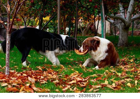 Two Dogs Of Breed Border Collie Playing In Frisby On The Garden