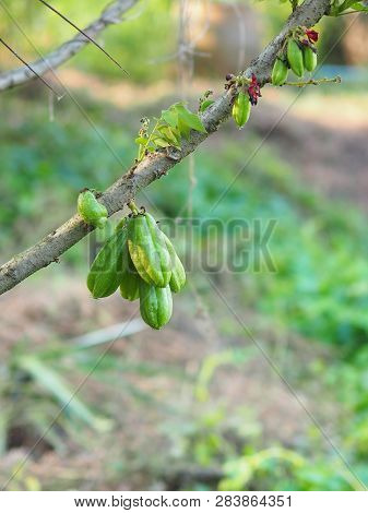 Green Fruit Bilimbi Bilimbing Cucumber Tree Sour