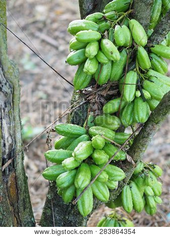 Green Fruit Bilimbi Bilimbing Cucumber Tree Sour