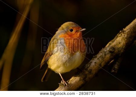 Robin Bird On A Branch