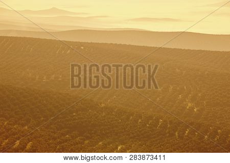 Olive Tree Fields In Andalusia. Spanish Agricultural Harvest Landscape. Jaen