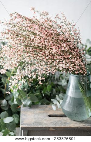 Bouquet In A Glass Vase Of Light Pink Genista Cytisus Flowers. Pastel Color. Spring Flowering Plant 