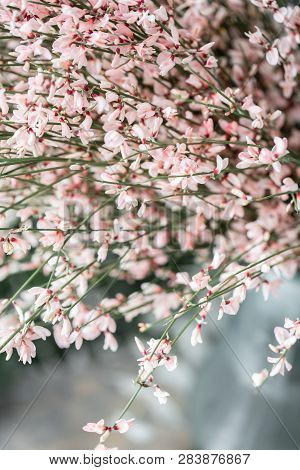 Close Up Bouquet In A Glass Vase Of Light Pink Genista Cytisus Flowers. Pastel Color. Spring Floweri