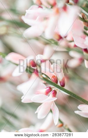 Close Up Bouquet In A Glass Vase Of Light Pink Genista Cytisus Flowers. Pastel Color. Spring Floweri