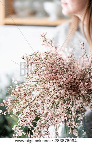 Bouquet In A Glass Vase Of Light Pink Genista Cytisus Flowers. Pastel Color. Spring Flowering Plant 