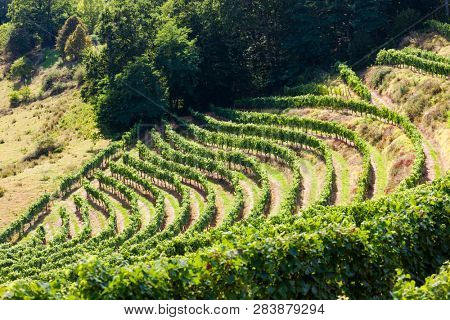 vineyard, Jurancon, France