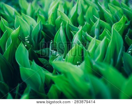 Spring Background With Blooming Lily Of The Valley Close-up. Blooming Lily Of The Valley In Spring G