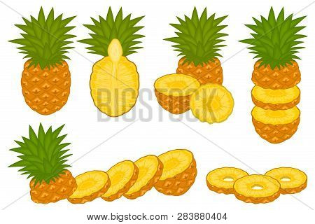 Illustration On Theme Big Set Different Types Yellow Tropical Pineapple, Green Stem Various Size. Pi