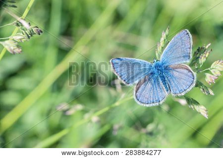 Small Butterfly Lycaenidae Flying In Green Grass. Plebejus Argus (silver-studded Blue) Butterfly Res