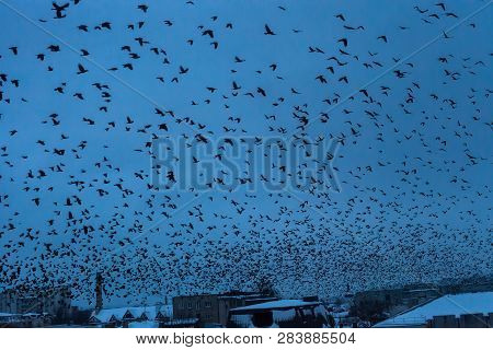 Lot Of Birds Black Silhouettes Flying In Dark Blue Sky Over Night City, Blue Hour Time. Flock Of Cro