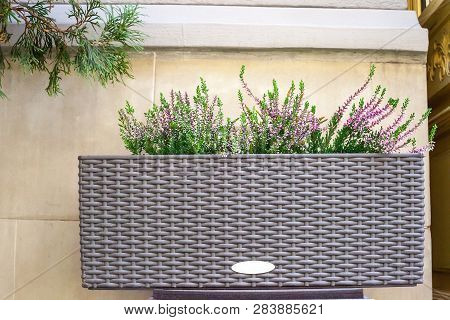 Pink Heather Flowers In Flowerpot Near House Wall. Calluna Vulgaris Potted Plant Shrub, Floral Home 
