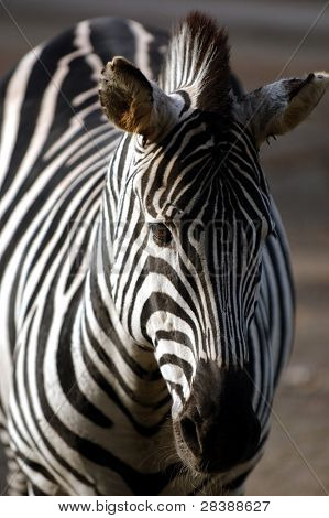 Zebra stoi w słońcu