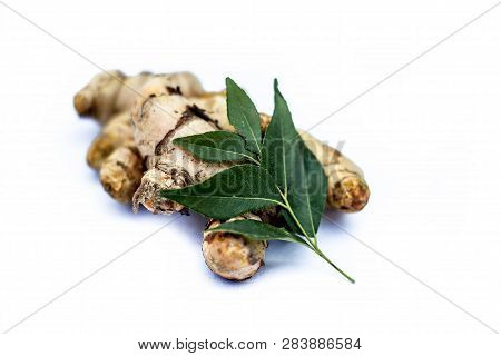 Close Up Of Popular Indian & Asian Raw Organic Herb Or Ayurvedic Herb Isolated On White I.e. Amba Ha