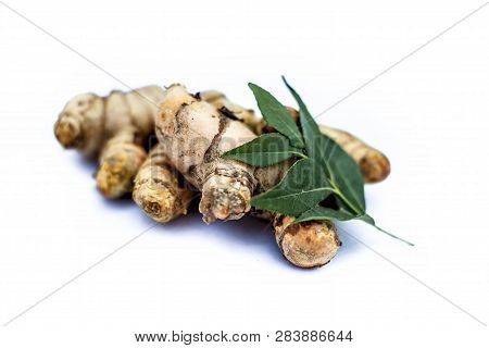 Close Up Of Popular Indian & Asian Raw Organic Herb Or Ayurvedic Herb Isolated On White I.e. Amba Ha