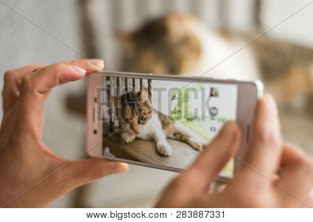 woman take a picture of a little cat