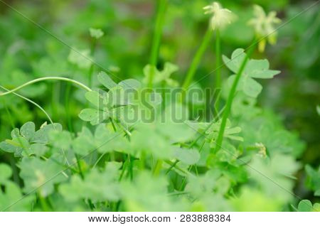 Clover Leafs When Plant Is In Blosom, St Patricks Day