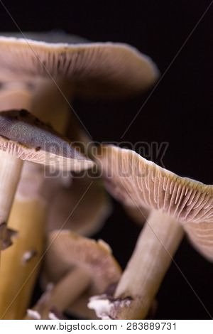 Psilocybe cubensis - fresh magic mushrooms in soil with a black background
