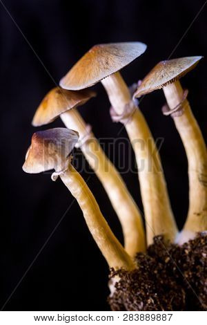 Psilocybe cubensis - four fresh magic mushrooms in soil with a black background