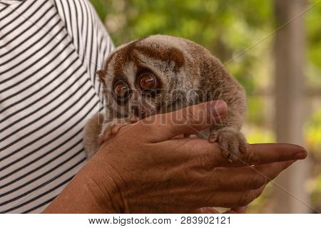 Slow Loris Held In Hand Of Woman