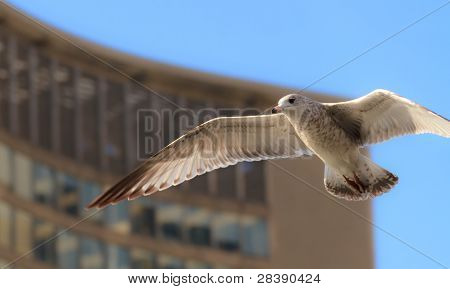 Flyvende pegion
