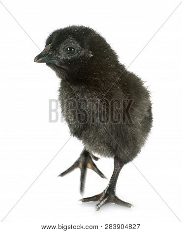 Ayam Cemani Chick In Front Of White Background