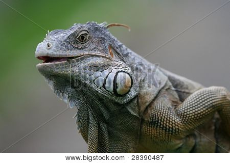 Iguana nero con bocca aperta
