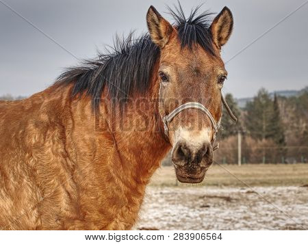 Head Of Horse With Halter. Brown Horse With Winter Fur Stand On Pasture With Old Worn Halter On Head