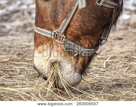 Head Of Horse In Detail. Close Up View.  Domestic Old Horse.