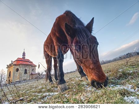 Brown Horse To Feed On A Pasture Near A Mountain Farm.