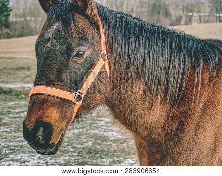 Head Of Horse With Halter. Brown Horse With Winter Fur Stand On Pasture With Old Worn Halter On Head