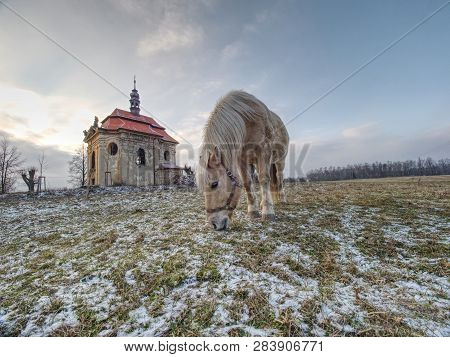 Old Horses Feeding In The Mountain Valley. In The Background  Chapel At Peak Of Hill